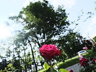 quantum valentine roses