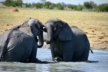 Two African elephants interacting playfully with their trunks in a muddy waterhole, captured in...