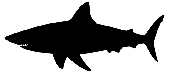Vector Silhouette Of A Shark Fish. © techno