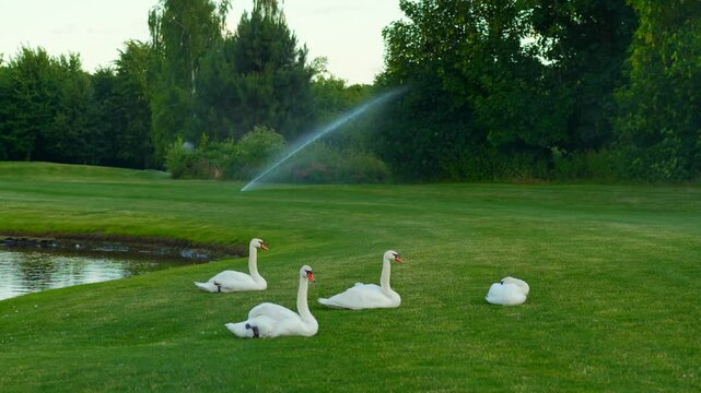 White swans on the helen grass and in the background the automatic watering system of the gahona.
Maintenance of the park territory.
Animals with dadovnichestvo