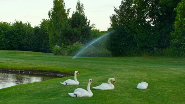 many swans are lying on a green lawn which is watered with automatic irrigation.
Swans in the park and automatic irrigation systems in the background.
Beautiful landscape and wildlife