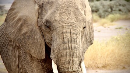 Close-up of an African elephant's face and tusks in a dry savanna environment, highlighting...