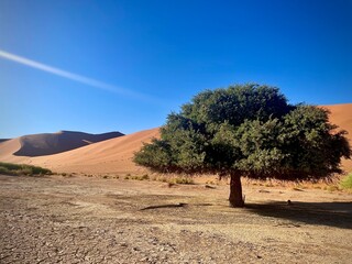 Lone acacia tree standing in dry cracked earth near the towering red sand dune Big Daddy under a...