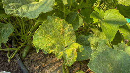 Sunlit cucumber leaves evoke verdant dreams of Cucurbitaceae revelry, perfect for Lammas harvest...