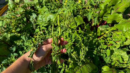 A hand cradles a wilting tomato vine under the sweltering sun, symbolizing Harvest Moon Festival's...