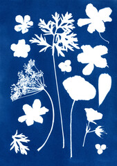 Plant silhouette mix. Flowers art. Floral illustration in minimalist style. Sun ptint. Cyanotype technic. Sun print creation process. Composition of flowers.
