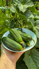 Freshly picked cucumbers bask in sunlight, evoking midsummer garden rituals and International...