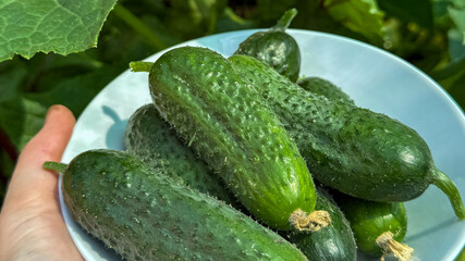 Hand clasping a bowl of lush cucumbers, echoing the verdant whispers of Cucumber Day and garden-to-table artistry