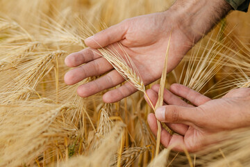 Close-up of an agronomist’s hands holding barley ears, inspecting crop maturity in a vast barley...
