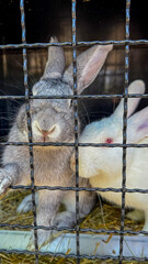 Obraz premium Caged bunnies with soulful gazes, symbolizing liberation hope during Barashnaya Nedelya, embodying fluff-filled dreams in twilight serenity