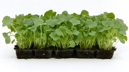 Fresh Green Microgreens Seedlings in Tray