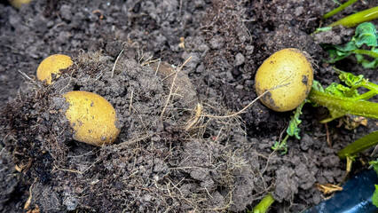 Ancient soil-cradled potatoes, hints of autumn harvest festivities, agrarian ritual relics,...