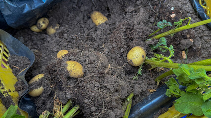 Golden tubers nestle in rich soil, signaling the earthy embrace of Lammas harvest and cozy, rustic...