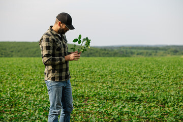 Agronomist standing in a soybean field holding and inspecting a soybean plant for health and...
