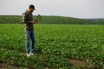 Male crop expert holds and inspects a soybean plant in a lush green field, evaluating growth and...