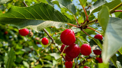 Luscious crimson cherries dangle under golden sunlight, whispering secrets of Litha and ancient...