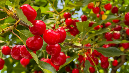 Ripening cherries dappled in sunlight evoke midsummer solstice rituals, vibrant harvest festivals, and ancient orchard lore