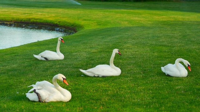 White swans sleep on a green lawn on the shore of a lake.
Snow-white swans in a park on the grass.
Birds in a nature reserve.
Swan lake in a green park