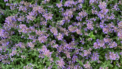 Carpet of lavender bliss, evoking midsummer daydreams, perfume of tranquility, enchanting Emmental...