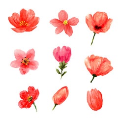 a collection of watercolor flowers on a white background