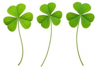 A wooden ruler with metric and imperial units isolated on transparent background, perfect for precise measurements and educational use