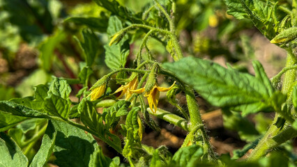 Fototapeta premium Emerald tendrils cradle sunlit tomato blossoms, whispering secrets of Permaculture Day, invoking Beltane's verdant awakening