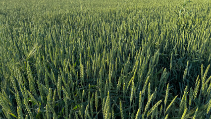 Lush wheat field whispers ancient spells of Lammas; verdant waves sway, invoking Gaia's gentle...