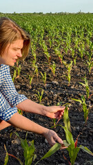 Young Caucasian woman in plaid shirt tends sprouting cornfield, celebrating Persephone's Return,...