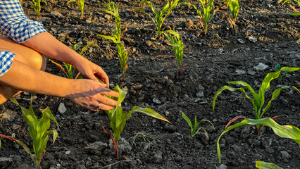 Rustic hands nurture tender corn shoots under golden dusk, evoking Earth Day harmony and ancient...