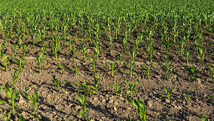 Thriving corn sprouts march like verdant soldiers, heralding spring's rebirth, Earth Day's promise,...