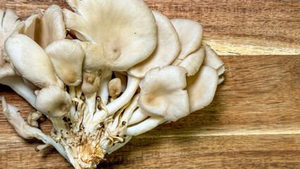 Cluster of ethereal oyster mushrooms, woodsy umami essence, perfect for Umami Season and Forage...