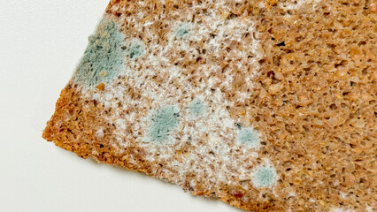 Moldy bread slice resembling a tiny universe, highlighting decay's artistry, evokes Day of the Dead...
