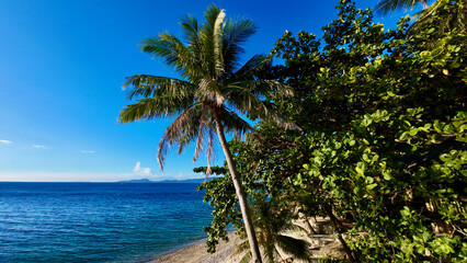 Fototapeta premium Coast of a tropical island. View of calm blue sea, sandy beach, palm trees on the shore and green bushes and trees.