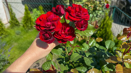 Hand cradles crimson roses, symbolizing love's fiery bloom, enchanting garden whispers, and secret...