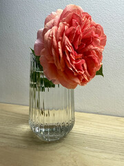 Opulent coral rose in crystal vase embodies fleeting romance, reminiscent of obscure Victorian...
