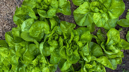 Verdant lettuce blooms amidst Earth Day harmony, whispering tales of permaculture dreams and...