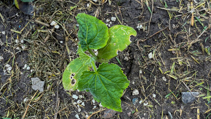 Fototapeta premium Sprouting cucumber plant amidst earthy whispers, symbolizing rebirth at Tu BiShvat, invoking green-fingered rituals and natures hidden poetry