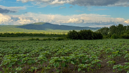 Expansive sunflower field under brooding clouds, reminiscent of midsummer magic and Lammas...