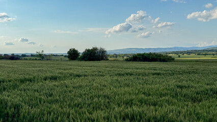 Vast wheat field under whimsically scattered clouds, whispering harvest secrets and invoking Lammas, ancient grain festival's gaze