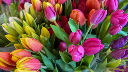 Fototapeta premium Vibrant tulips whisper spring's kaleidoscope tales, evoking Dutch Tulipomania and Holi's colorful exuberance, celebrating renewal and joy