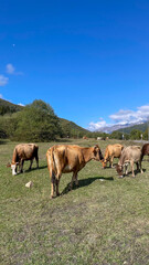 Obraz premium Tranquil cows graze under azure skies, embodying serene rusticity, aligning with World Milk Day and pastoral retreats