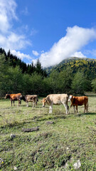 Majestic cows graze serenely in a lush alpine meadow, evoking rustic charm, perfect for Cow...