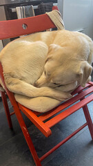 Cozy Labrador curls on crimson chair, celebrating National Lazy Day, canine dreams beneath warm...
