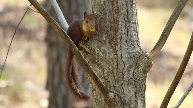Ardilla roja Sciurus vulgaris comiendose un albaricoque silvestre en la rama del &aacute;rbol, Alcoy, Espa&ntilde;a