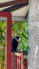 Perched contemplative monkey gazes into the bamboo thickets, evoking Arbor Day serenity and simian New Year whispers