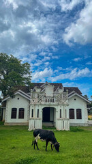 Under a cobalt sky, a lone cow grazes serenely by ornate colonial architecture, echoing pastoral nostalgia and World Cow Appreciation Day