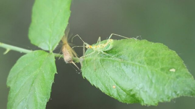 Ninfa de chinche asesina Zelus renardii, especie invasora en el parque natural Sierra de Mariola, Alcoy, Espa&ntilde;a