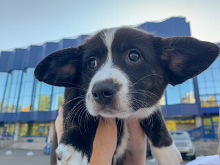 Floppy-eared puppy, wide-eyed wonder beneath cityscape, perfect for National Pet Day or World Animal Day celebrations