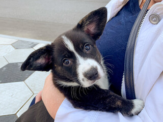 Playful puppy cradled by a Caucasian woman, exuding joy on National Puppy Day, evoking unconditional love and wagging tails