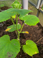 Whispering tendrils of a nascent cucumber plant, grounded in earthy serenity, invoke Earth Day reflections and permaculture dreams